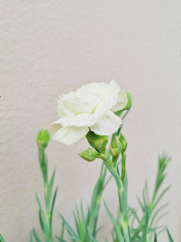 White Carnation - Art Print - Enet Images