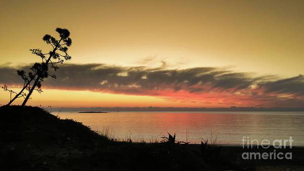 Tree against the sunset - Art Print - Enet Images