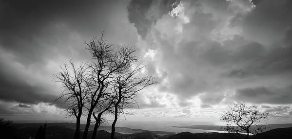 Tree in winter black and white - Art Print - Enet Images