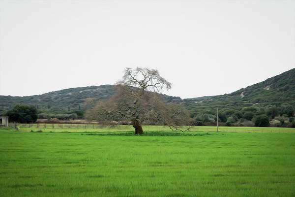 Tree In The Meadow - Art Print - Enet Images