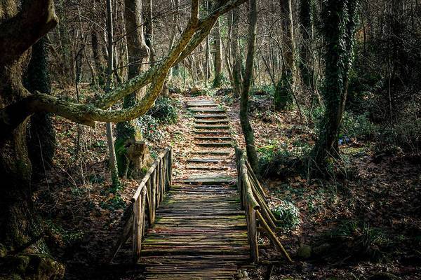 Wooden Path In The Forest - Art Print - Enet Images