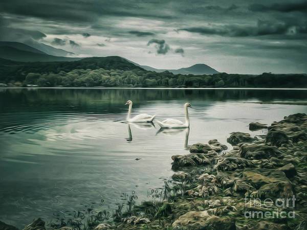 Swans in the lake - Art Print - Enet Images