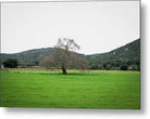 Tree In The Meadow - Metal Print - Enet Images