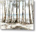 Tree Trunnls On The Beach - Metal Print - Enet Images