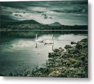 Swans in the lake - Metal Print - Enet Images