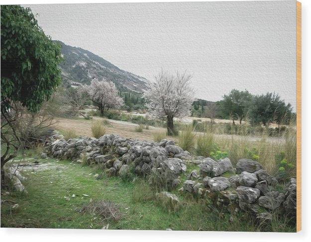 Blooming Almond Trees  - Wood Print - Enet Images