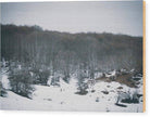 Forest Trees In Winter  - Wood Print - Enet Images