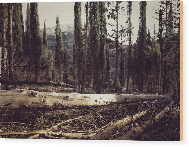 Old Trees In The Forest - Wood Print - Enet Images