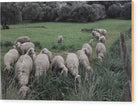 Sheep In The Meadow 2-Oil Effect - Wood Print - Enet Images