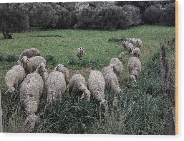 Sheep In The Meadow 2-Oil Effect - Wood Print - Enet Images