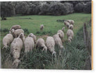 Sheep In The Meadow 2 - Wood Print - Enet Images