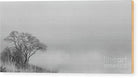 Lonely tree black and white - Wood Print - Enet Images