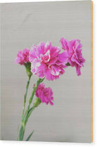 Pink Carnation - Wood Print - Enet Images