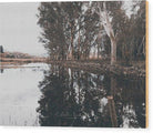 Eucalyptus Trees Reflections - Wood Print - Enet Images