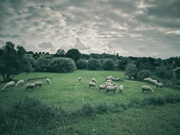 Schafe auf der Wiese - Kunstdruck