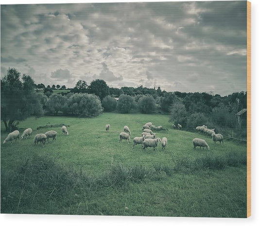 Sheep In The Meadow - Wood Print