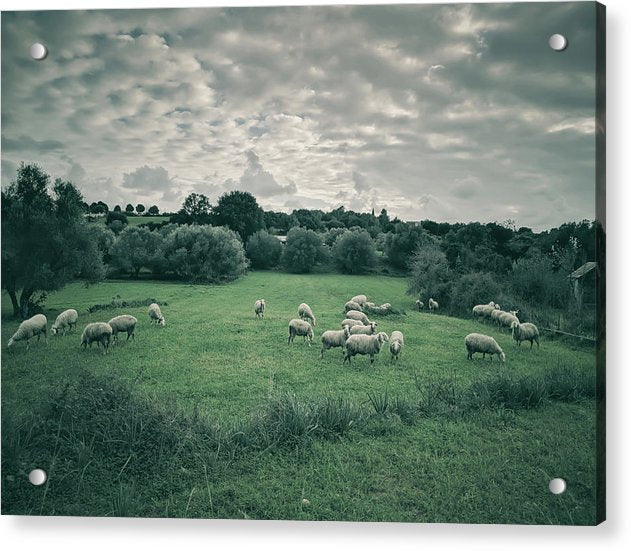 Sheep In The Meadow - Acrylic Print