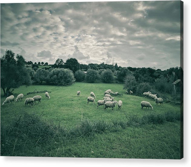 Sheep In The Meadow - Acrylic Print