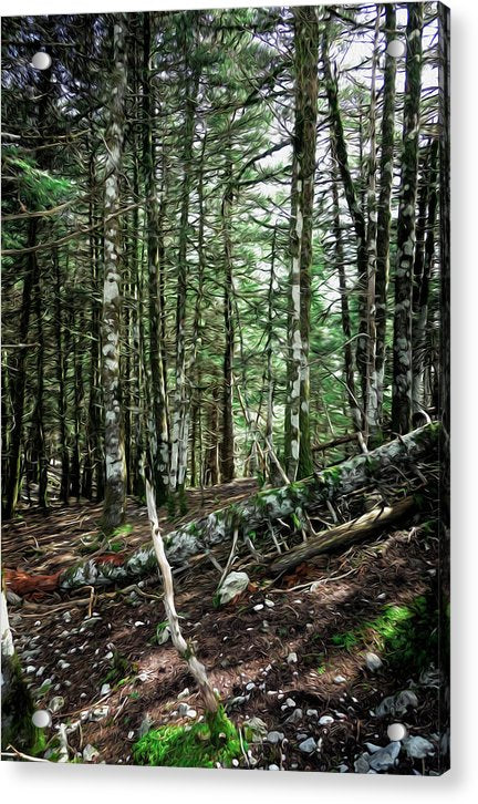 Trees In The Forest - Acrylic Print