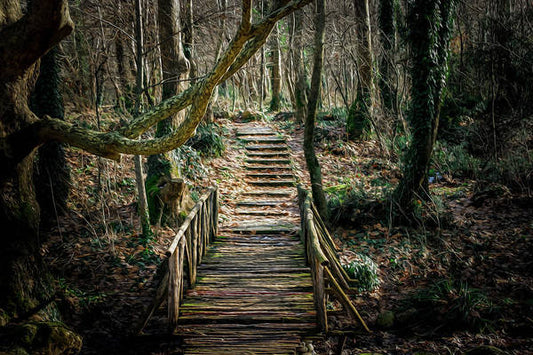 Wooden Path In The Forest - Art Print
