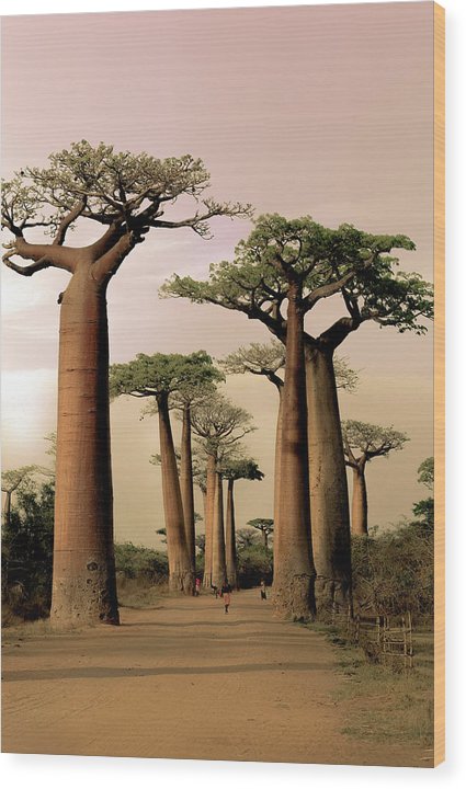 Baobab trees - Wood Print