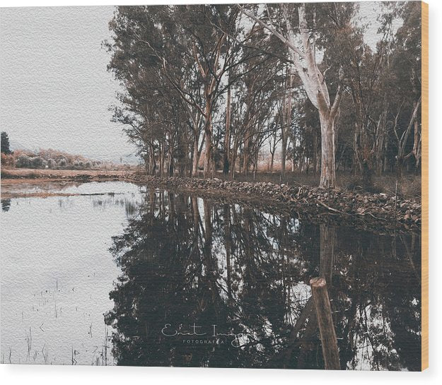 Eucalyptus Trees Reflections - Wood Print