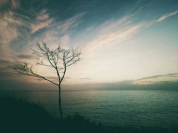 Lonely Tree Against The Ocean - Art Print