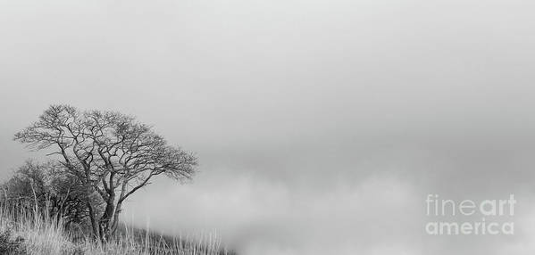 Lonely tree black and white - Art Print