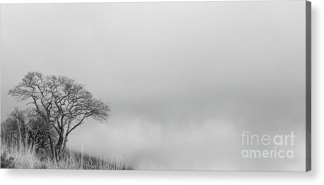Einsamer Baum schwarz und weiß - Acrylglasbild