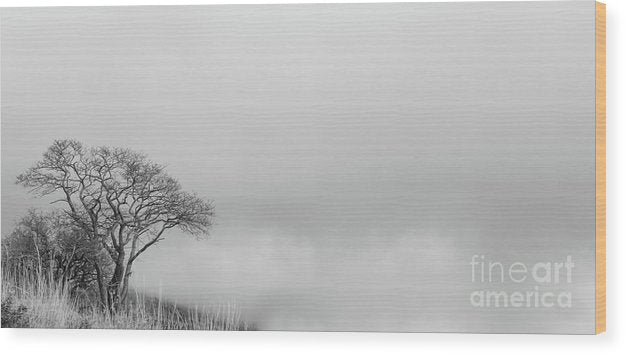 Lonely tree black and white - Wood Print