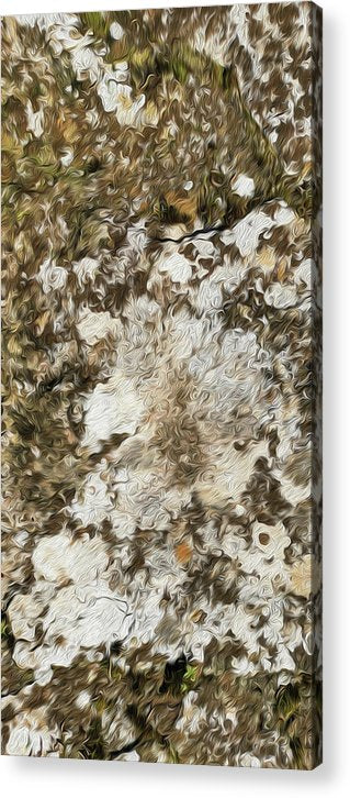 Natural Lichen On Stone-Oil Effect - Acrylic Print