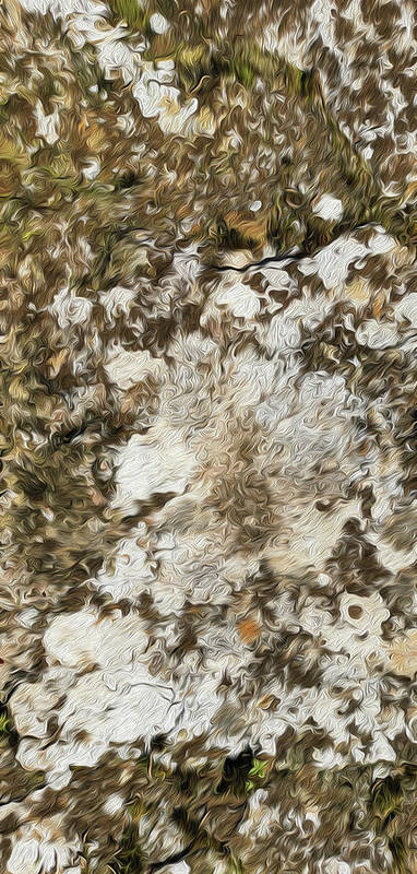 Natural Lichen On Stone-Oil Effect - Art Print