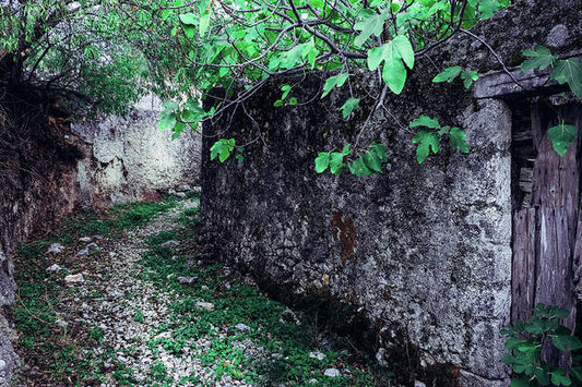 Old Alley And The Fig Tree - Art Print