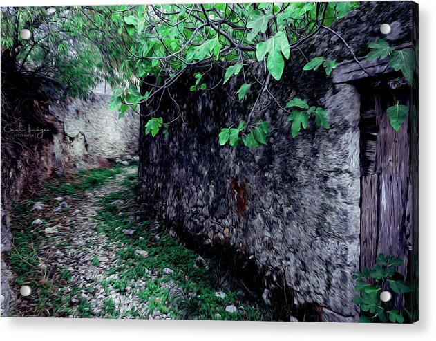 Old Alley And The Fig Tree Oil Effect - Acrylic Print