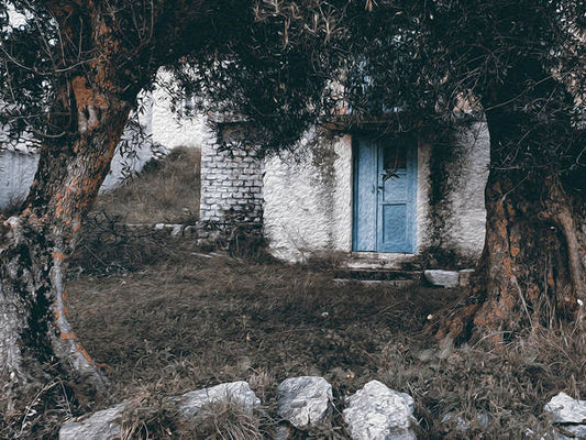 Old House Among The Olive Trees - Art Print