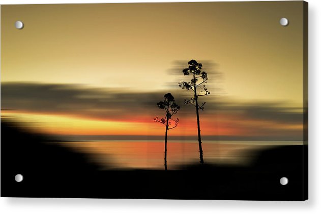 Old trees in motion - Acrylic Print