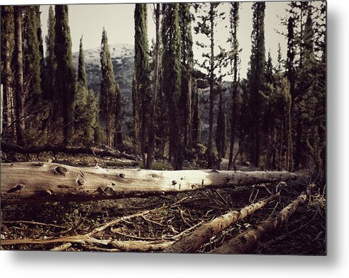 Old Trees In The Forest - Metal Print