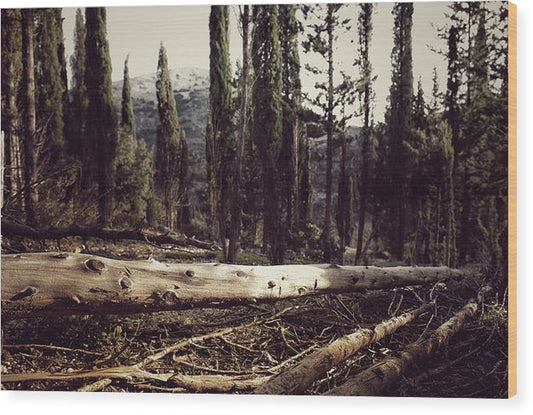 Old Trees In The Forest - Wood Print