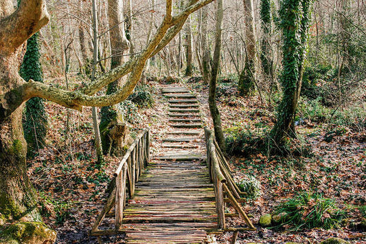 Path in the Forest - Art Print