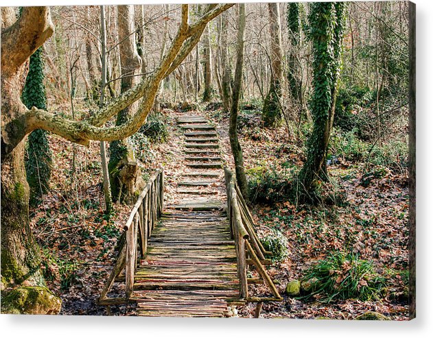 Path in the Forest - Acrylic Print