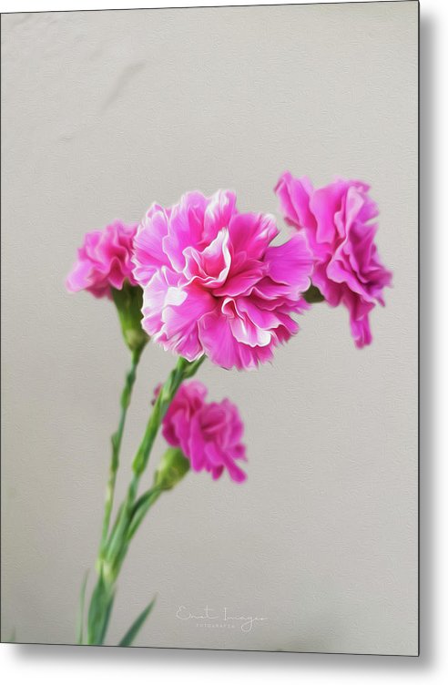 Pink Carnation - Metal Print