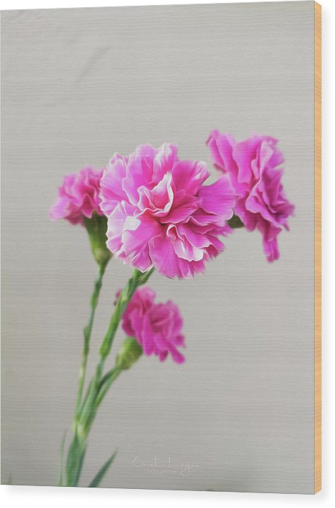 Pink Carnation - Wood Print