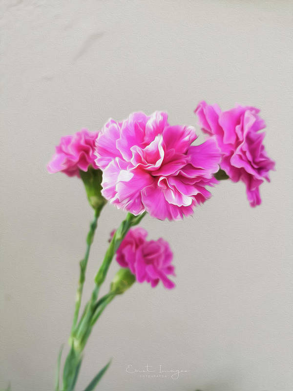 Pink Carnation - Art Print