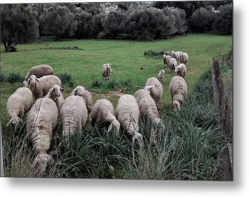 Sheep In The Meadow 2 - Metal Print