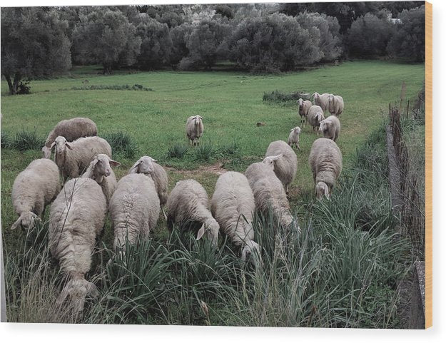 Schafe auf der Wiese 2 - Holzdruck