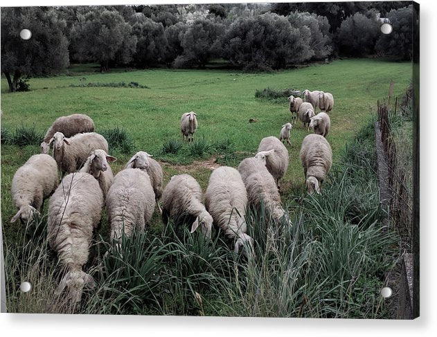 Schafe auf der Wiese 2 - Acrylglasbild