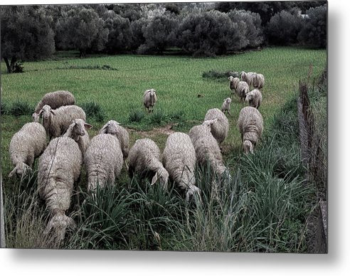 Sheep In The Meadow 2-Oil Effect - Metal Print