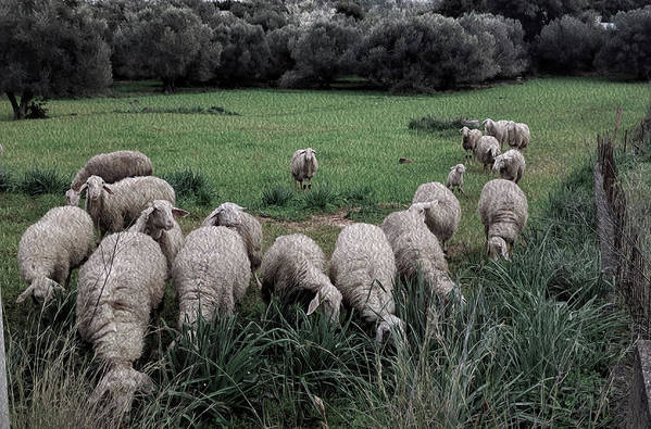Schafe auf der Wiese 2-Öleffekt - Kunstdruck