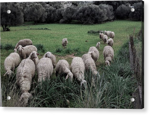 Sheep In The Meadow 2-Oil Effect - Acrylic Print