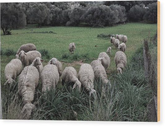 Sheep In The Meadow 2-Oil Effect - Wood Print